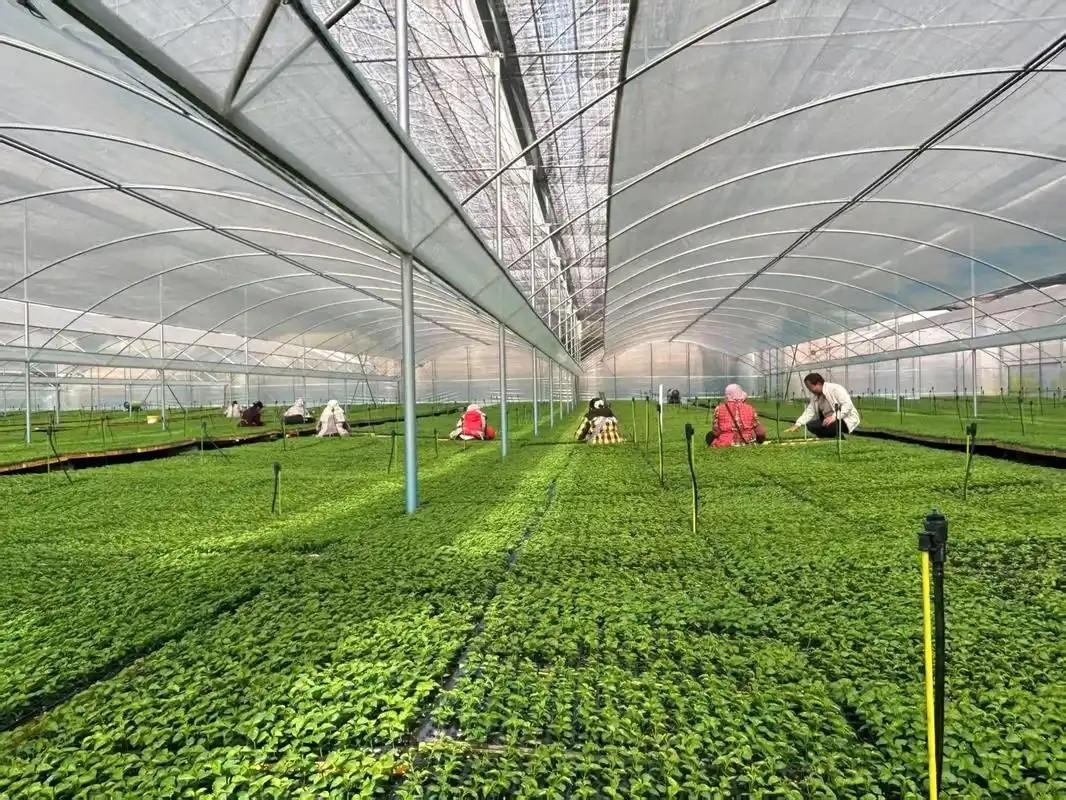 种植大棚骨架系统